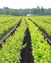 Auer Reben GmbH Bild 2