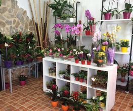 floristeria-leo-interior-02.jpg