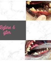 Independence Animal Hospital image 9