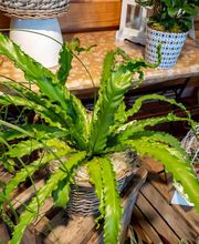 Fleuriste Vautcranne image 18