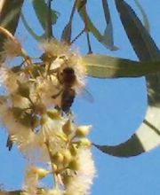 MIEL Y SOLO MIEL imagen 6