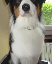 Com Chien Et Chat image 2