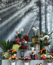 Blumen Haider Bild 4