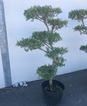 Pépinières de Corme Royal image 3