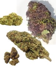 Foresta CBD and More imagen 7