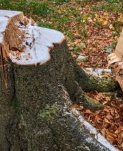 Baum Fällungen
