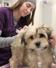 Walnut Creek Veterinary Clinic image 3