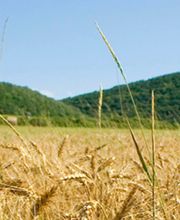 Coopérative Agricole Valcausse image 1