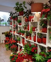 Rosenthal - DAS BLUMENGESCHÄFT Bild 5