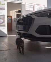 Euromaster Cartech Roma immagine 5