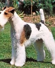 Clinica Veterinaria Exotia Santa Ursula imagen 19