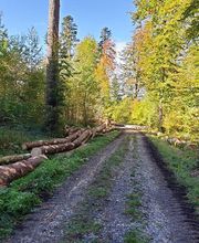 Entreprise forestière Daniel Ruch SA Bild 14