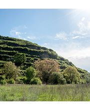Weinbrunnen / Weingut Peter Landmann Bild 6