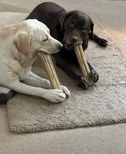 Die Schule der Labradorfreunde Bild 14