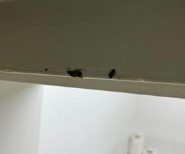 SafeHome Schädlingsbekämpfung Köln Bild 11