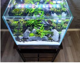 AquascapOlli Bild 2