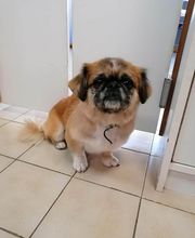 Aux Toutous Choyés image 17