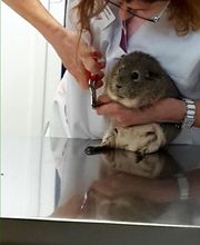 Clinique vétérinaire PK3 image 17