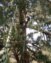 ARBOR&HOMMES. Michaud Samuel image 2