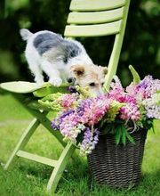 Aux Amis D Andy image 1