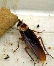 Peachtree Pest Control image 2