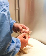 Palmetto Animal Hospital image 13