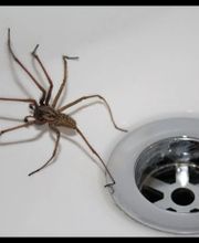 Source Pest Control image 3