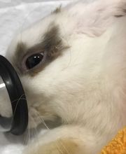 Clínica Veterinaria Okapi imagen 17