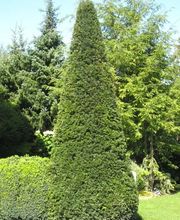 Fenk Anton Garten- und Landschaftsbau Bild 2