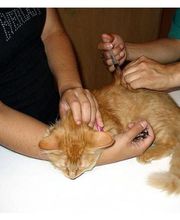 veterinario-ciempozuelos-analisis-clinicos-02.jpg