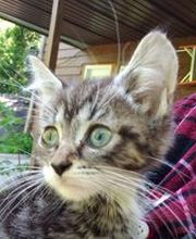 Schroon River Animal Hospital image 10