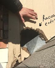 SafeHaven Pest Control image 4