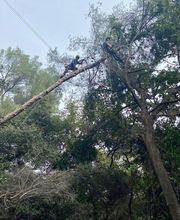 Danielou Elagage image 3