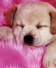 Paradis Canin image 1