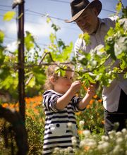 Captain Vineyards image 11