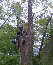 Baumdienst Harzer Bild 7