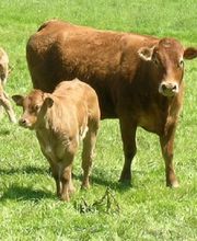 Lard de l'Étable image 3