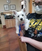 Green Summit Animal Clinic image 7