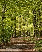 FriedWald Buxtehude Bild 6