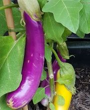 Grimm Obst u. Gemüsehandels AG Bild 11