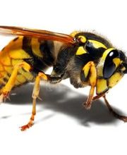 L.M.B destructions nids de guêpes ,frelons etc... image 1