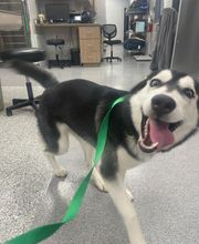 Bedford Oaks Family Vet image 2