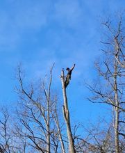 Access Élagage SARL image 4