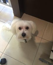 Esprit Canin image 5