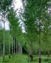 Rochefort Bois image 11