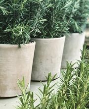 Gärtnerei und Blumengeschäft Sommer Bild 5