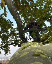 Baumpflege Simon Bild 3
