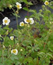 Staudengärtnerei David Müller Bild 60