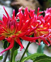 Mon Joli Jardin image 1