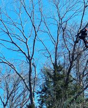 Climbers Tree Care Specialist, Inc. image 13